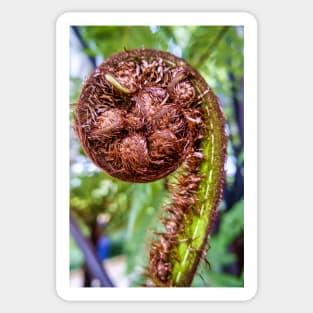 Unfurling Fern Frond Sticker